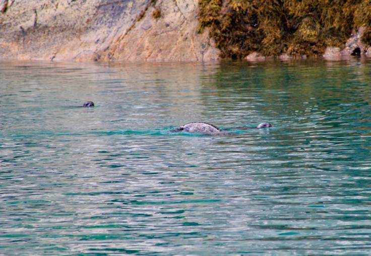 21728733_10155415403316638_921098271135129813_o