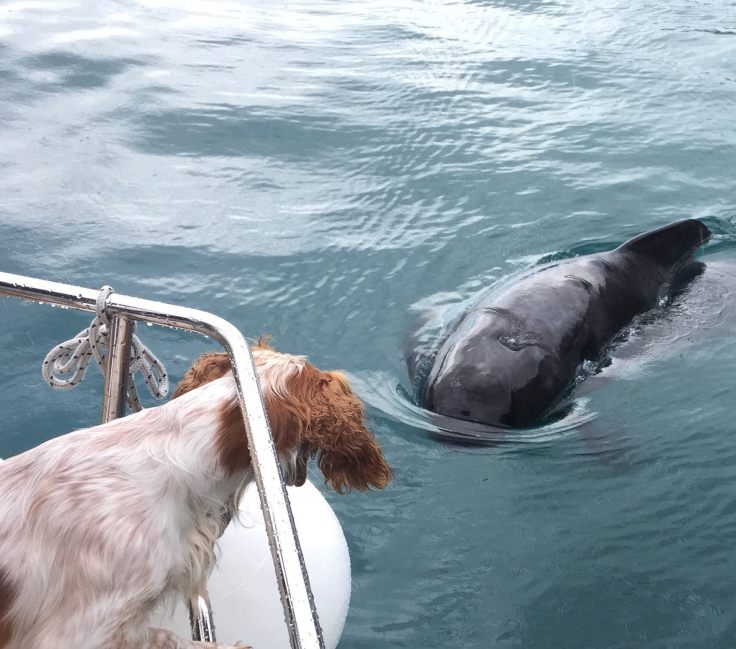 21731649_10155415397746638_6233449072533794749_o